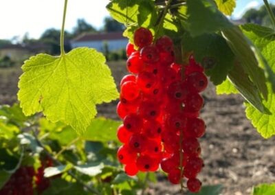 RIBES RUBRUM - RYBÍZ