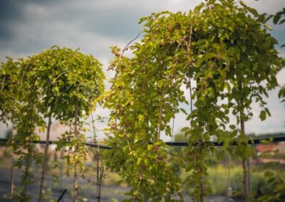 MORUS ALBA PENDULA - MORUŠE