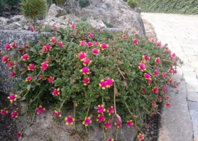 PORTULACA GRANDIFLORA - ŠRUCHA VELKOKVĚTÁ