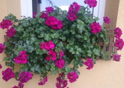 PELARGONIUM PELTATUM - GRANDEUR IVY MAGENTA - PELARGONIE