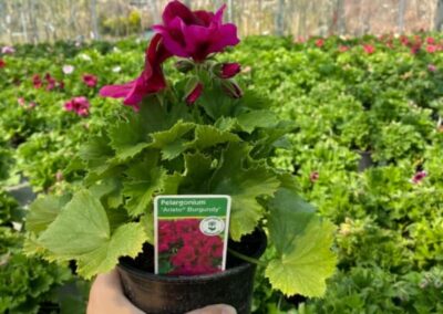 PELARGONIUM GRANDIFLORUM - ARISTO BURGUNDY - PELARGONIE