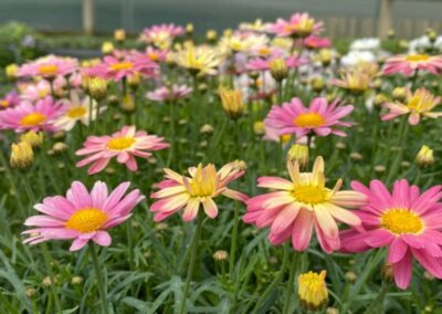 ARGYRANTHEMUM FRUTESCENS – ARAMIS LEMON PINK -KOPRETINA PAŘÍŽSKÁ