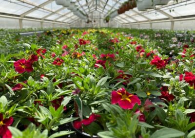 CALIBRACHOA CULTIVARS – RAVE PINK HAWAII - MILLION BELLS