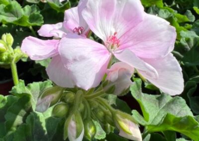 PELARGONIUM ZONALE – SUNRISE HOLLY - PELARGONIE