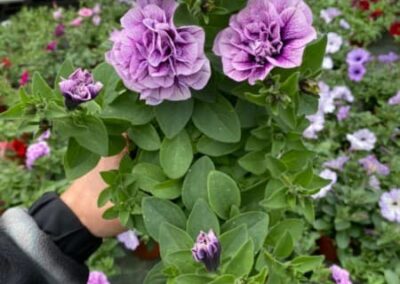 PETUNIA HYBRIDA – FUN HOUSE DOUBLE VIOLET VEIN - SURFINIE