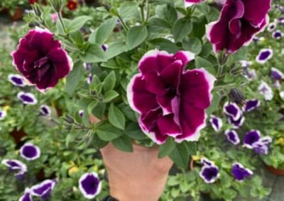 PETUNIA SWEETSUNSHINE – MAGENTA PICOTEE - SURFINIE