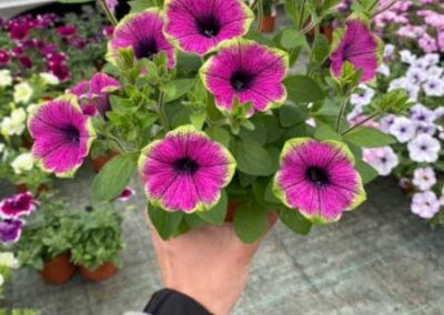 PETUNIA ATKINSIANA – FORTADO SPECIAL PURPLE GREEN EDGE - SURFINIE