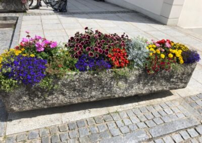 LOBELKA,SURFINIE, AFRIKÁN, ŠRUCHA, SENECIO, BIDENS, PELARGONIE ZONALE