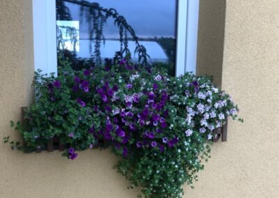 BACOPA, CALIBRACHOA DOUBLE