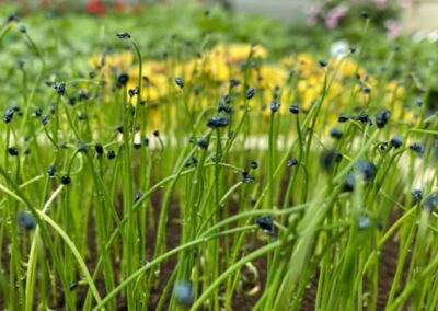 ALLIUM PORRUM – PÓR ZAHRADNÍ