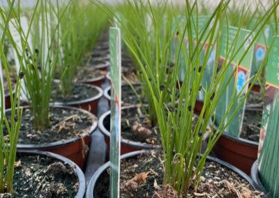 ALLIUM SCHOENOPRASUM – PAŽITKA