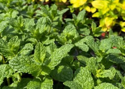 MENTHA SPICATA TASHKENT – MÁTA