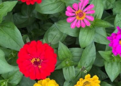 ZINNIA ELEGANS – CÍNIE