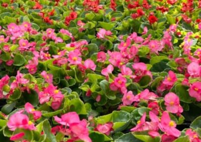 BEGONIA SEMPERFLORENS – BEGÓNIE - VOSKOVKA