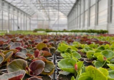 BEGONIA SEMPERFLORENS – VOSKOVKA