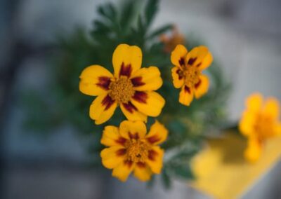 TAGETES PATULA DISCO GRANADA – AKSAMITNÍK ROZKLADITÝ