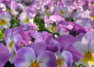 VIOLA CORNUTA DELTINY ROSE PINK