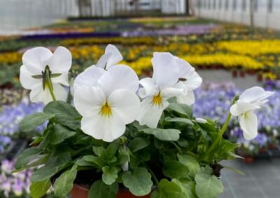 VIOLA CORNUTA ROCKY WHITE – VIOLKA – MACEŠKA