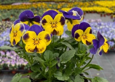 VIOLA CORNUTA ROCKY YELLOW BLUE WING – VIOLKA – MACEŠKA